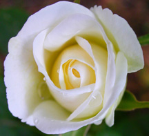 rosewhite1a.JPG (18741 bytes)