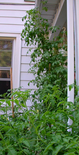 cherrytall.JPG (82745 bytes)