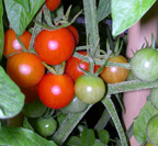 cherrytom.JPG (15963 bytes)